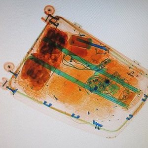 Kapitelbild: Eidechsen in der Sicherheitskontrolle