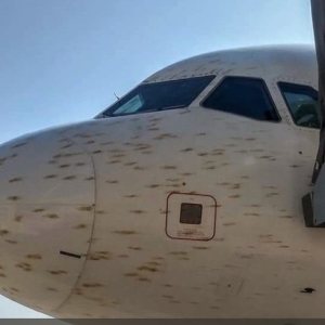 Kapitelbild: von Lars: Flieger vs Heuschreckenschwarm