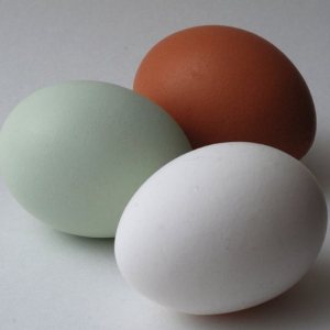 Kapitelbild: Fragen an Euch: Warum wurden Omlettes früher Grün
