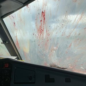 Kapitelbild: Window Heat vs Birdstrikes