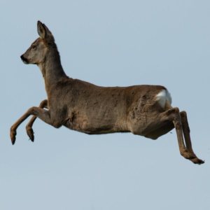 Kapitelbild: Was darf man nicht aus dem Flieger werfen...