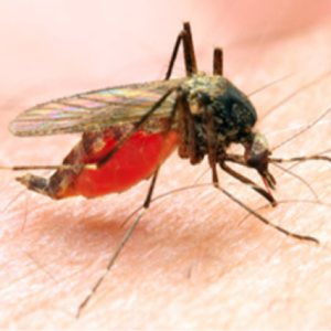 Kapitelbild: Keine Malaria Impfung