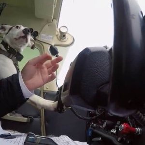 Folge 110: KI vs Hund im Cockpit