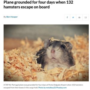 Folge 170: Plane grounded for four days when 132 hamsters escape on board