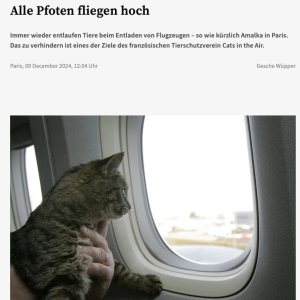 Folge 170: Cats in the Air