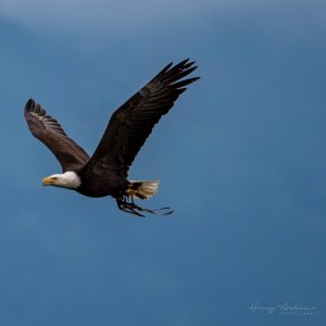 Folge 195: Weißkopfadler